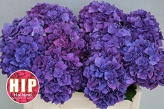 Hydrangea Rodeo Purple 50cm 14-16cm Hd