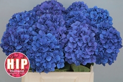 Hydrangea Pimpernel 40cm 12-14cm Hd