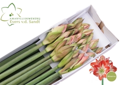 Hippeastrum Minerva 70cm