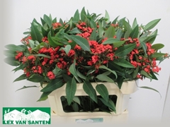 Euphorbia Fulgens Spray Marielle 75cm 5cm Hd