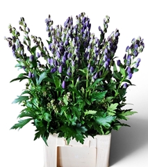 Aconitum Carmichaelii Arendsii 85cm