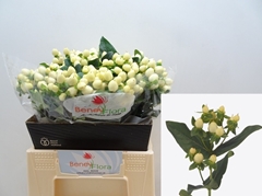 Hypericum Magical White Princess 40cm
