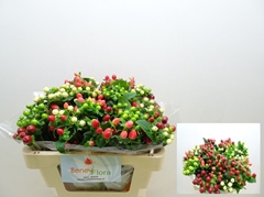 Hypericum Magical Mix 50cm