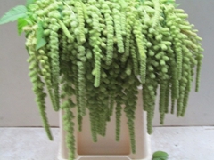 Amaranthus Caudatus Cycloop 80cm