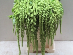 Amaranthus Caudatus Cycloop 80cm