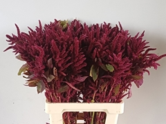 Amaranthus Cruentus Oeschberg 70cm