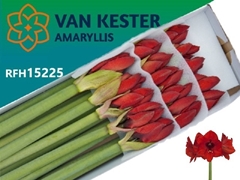 Hippeastrum Red Lion 80cm