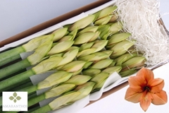 Hippeastrum Rilona 70cm