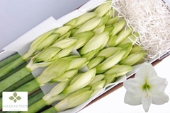 Hippeastrum Mont Blanc 75cm