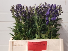 Aconitum Carmichaelii Arendsii 60cm