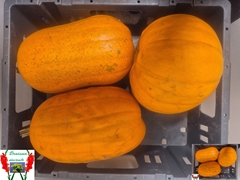 Cucurbita Maxima Halloween 16cm