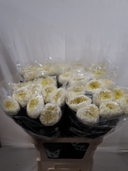 Chrysanth Single Bislet White 85cm 95gr.
