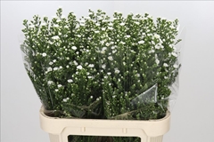 Aster Paquita 80cm 40gr.