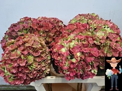 Hydrangea Adora Classic 80cm 18-20cm Hd