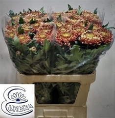 Chrysanth Single Bislet Red 80cm 70gr.
