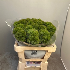 Dianthus Barb Kiwi Cherry 55cm