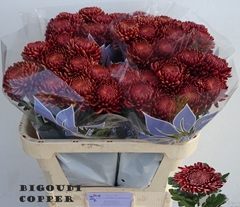 Chrysanth Single Bigoudi Copper 75cm 95gr.