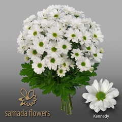 Chrysanth Spray Kennedy 70cm 90gr.