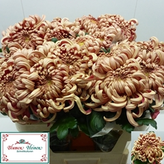 Chrysanth Single Vienna Copper 75cm 130gr.