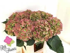 Hydrangea Royal Salute 80cm 22-24cm Hd