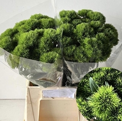 Dianthus Barb Green Wicky 45cm