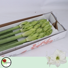 Hippeastrum Casablanca 75cm