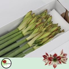 Hippeastrum Ambiance 75cm