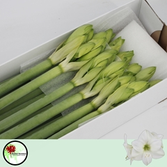 Hippeastrum Casablanca 70cm