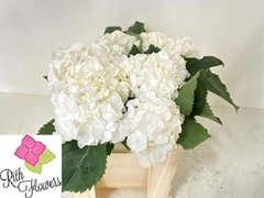 Hydrangea White Verena 50cm 14-16cm Hd