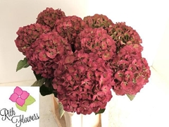 Hydrangea Elbtal Classic 60cm 18-20cm Hd