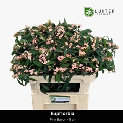 Euphorbia Fulgens Spray Pink Baron 70cm 5cm Hd