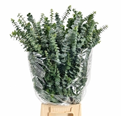 Eucalyptus Baby Blue Per Bunch 70cm 300gr.