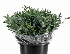 Eucalyptus Parvifolia 50cm