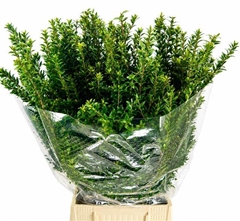 Myrtus Tarantino Per Bunch 60cm