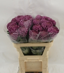 Chrysanth Single Bigoudi Purple 80cm 120gr.