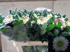 Chrysanth Single Rossano Charlotte 80cm 130gr.