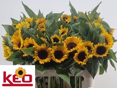 Helianthus Sunrich Orange 80cm