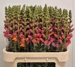 Antirrhinum Potomac Dark Orange 75cm