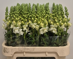 Antirrhinum Potomac Ivory White 75cm