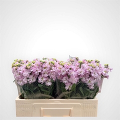 Matthiola Incana Impala Cherry Blossom 60cm