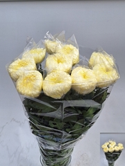 Chrysanth Single Fred Shoesmith 70cm 100gr.