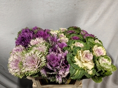 Brassica Mix 70cm