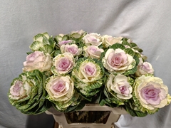 Brassica White Crane 60cm