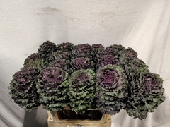 Brassica Black Angel 70cm