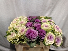 Brassica Mix 50cm