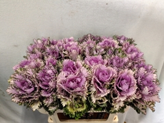 Brassica Rigel 70cm