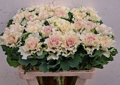 Brassica Crane Ruffle Bicolour 60cm