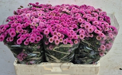 Chrysanth Santini Calimero Pink 55cm 42gr.