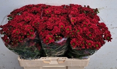 Chrysanth Santini Melissa Red 60cm 44gr.