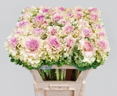 Brassica Crane Ruffle Bicolour 75cm